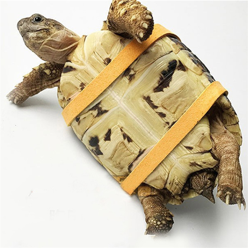 Поводок-шлейка для черепах из  – обзор и цена Water Dish Reptile